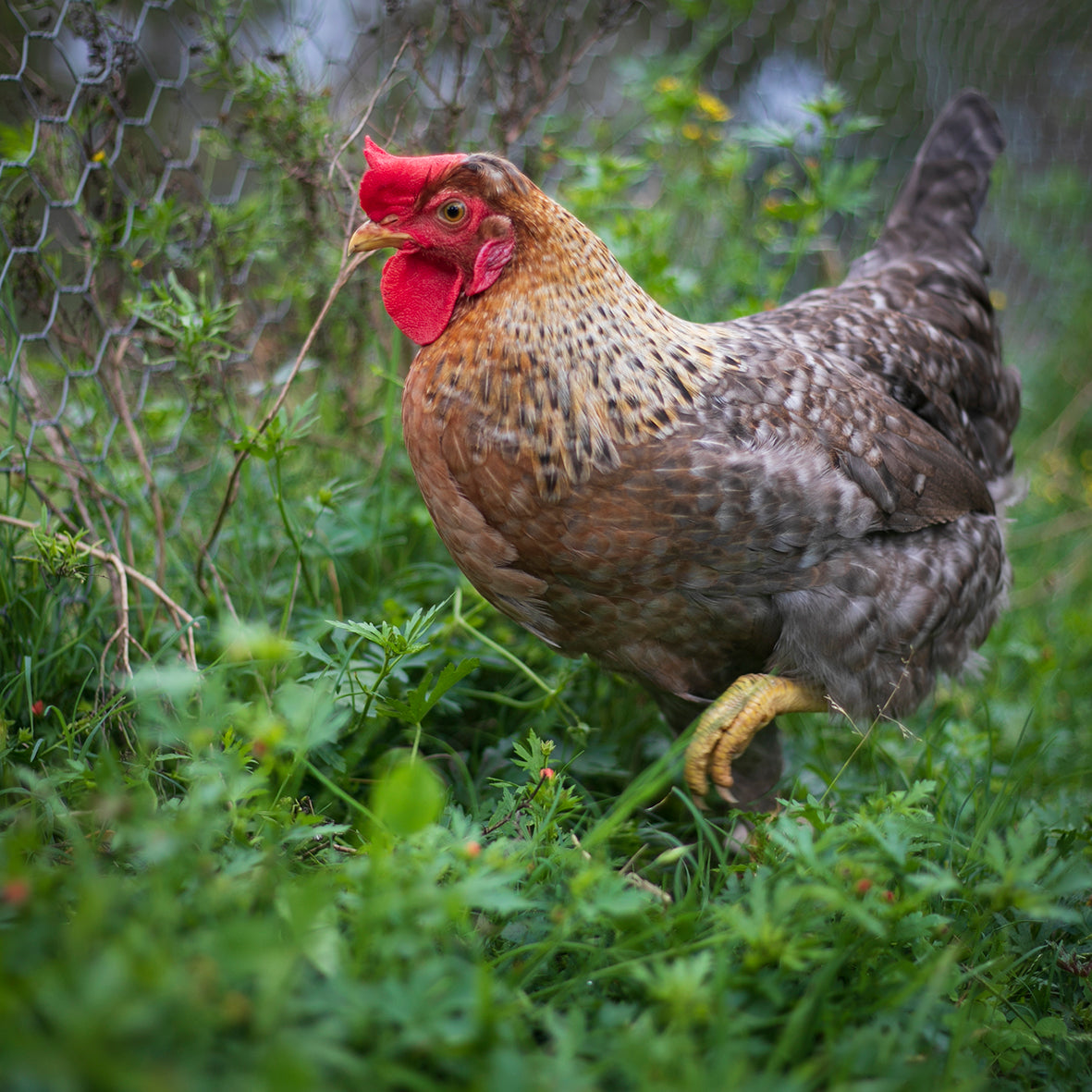 Easter Egger Fertile Eggs