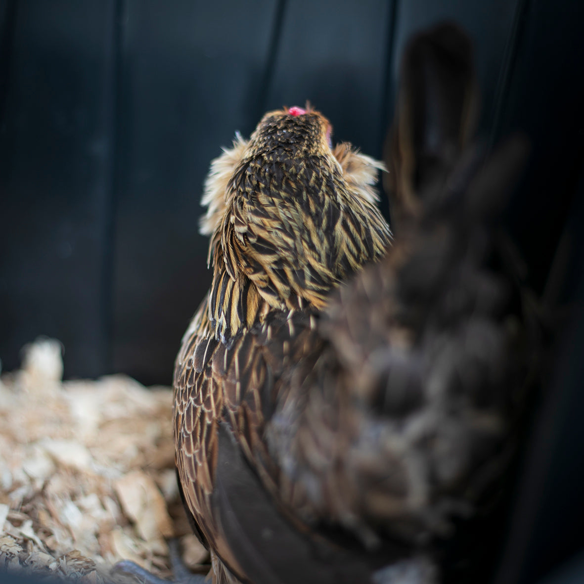 Quail d'Anver Fertile Eggs